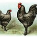 LANGSHANS Biggle Poultry Digital Image for Cardmaking Scrapbooking Altered Art Mixed Media