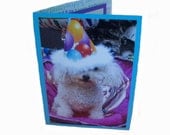 Miniature Toy Poodle Birthday Card, Dog Birthday Cards