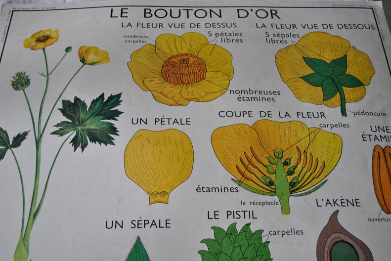 Mid Century French School Poster Buttercup,Tulip, 1950s collectible graphics, vintage Home decor, Vintage French collections, vibrant colors