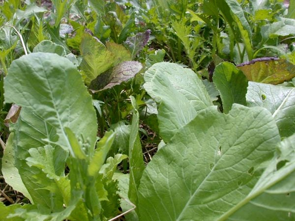 Greens - Mesclun Gourmet - Heirloom - 50 Seeds