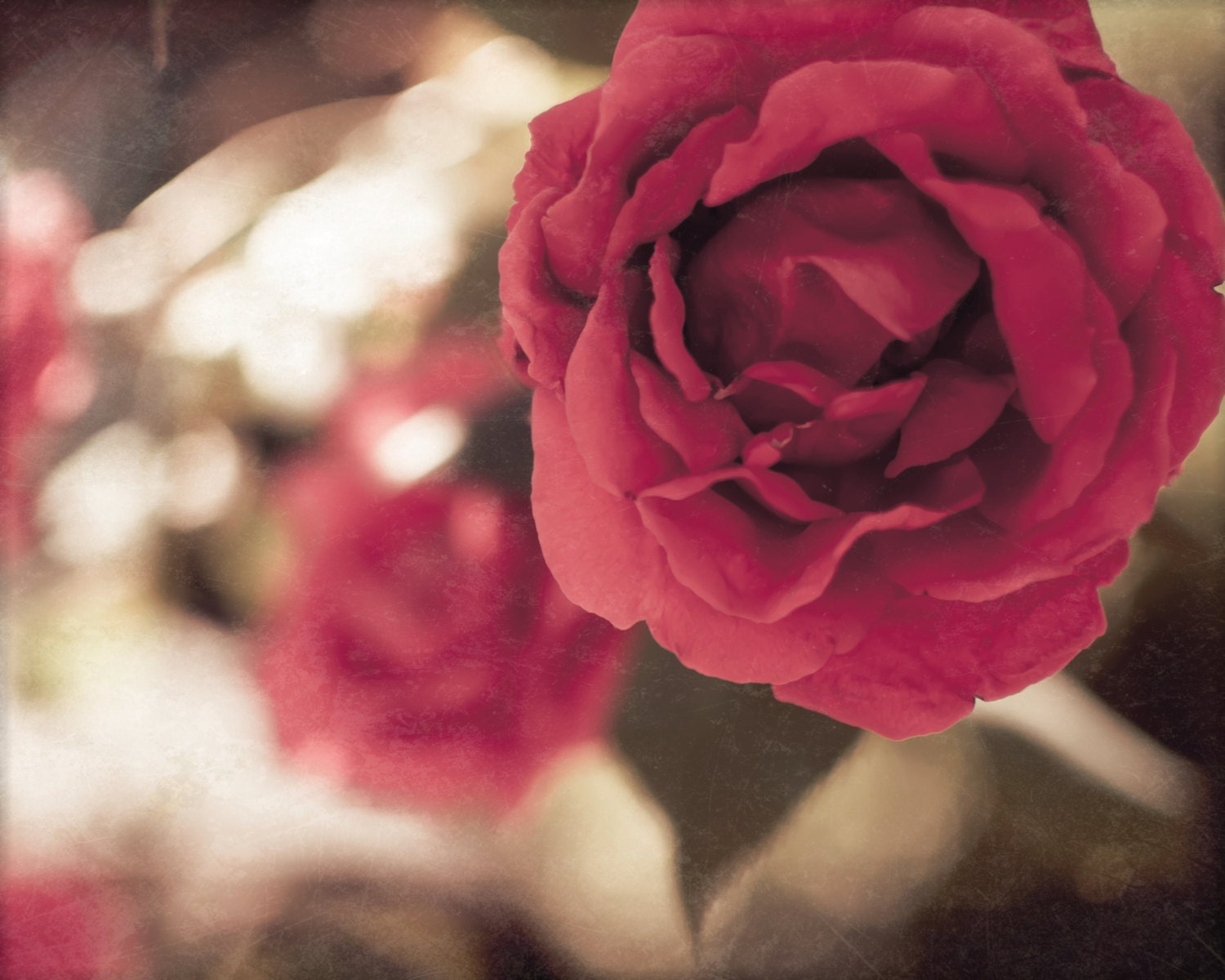 Rose, Pink, Flower photography, 8 x 10 Photography