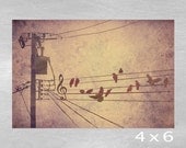Bird on a Wire Music Staff and Treble Clef Illustration Fine Art Giclee Print 4 x 6 - "Bird Song"