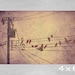 Bird on a Wire Music Staff and Treble Clef Illustration Fine Art Giclee Print 4 x 6 - "Bird Song"