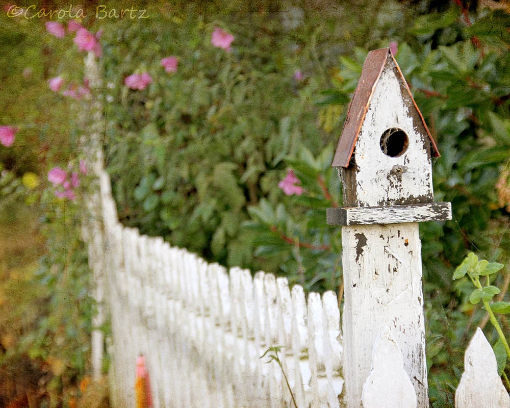 Birdhouse Fence Photograph 8x10 Fine Art Print