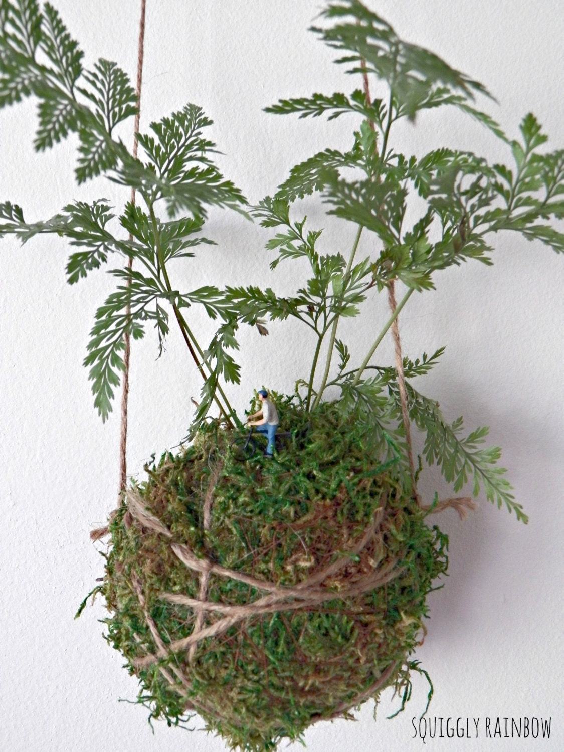 Hare's Foot Kokedama - Hanging Hill