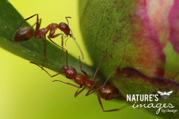 Nature Photography , Two Red Ants,  Ant Insect Photography, Macro, Home Decor, 5 x 7 print Fine Art Photography Print,