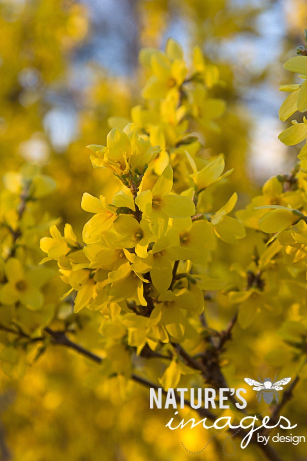 Nature Photograph, Flower photography, Yellow Forsythia Photo, fine art print, gift under 50, photography wall art, home decor, 8x12 print