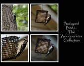 Bird Coaster Set, Woodpecker Coasters, Tile Coaster Set, Backyard Bird Collection, Nature Photography, Bird Photography, Housewarming Gift