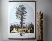 Large Canvas Vintage Style School Chart with Wood Trim - Big Tree (24"x34")
