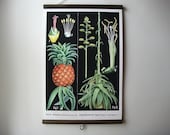 Canvas Vintage Style School Botanical Chart with Wood Trim - Pineapple (17"x25")