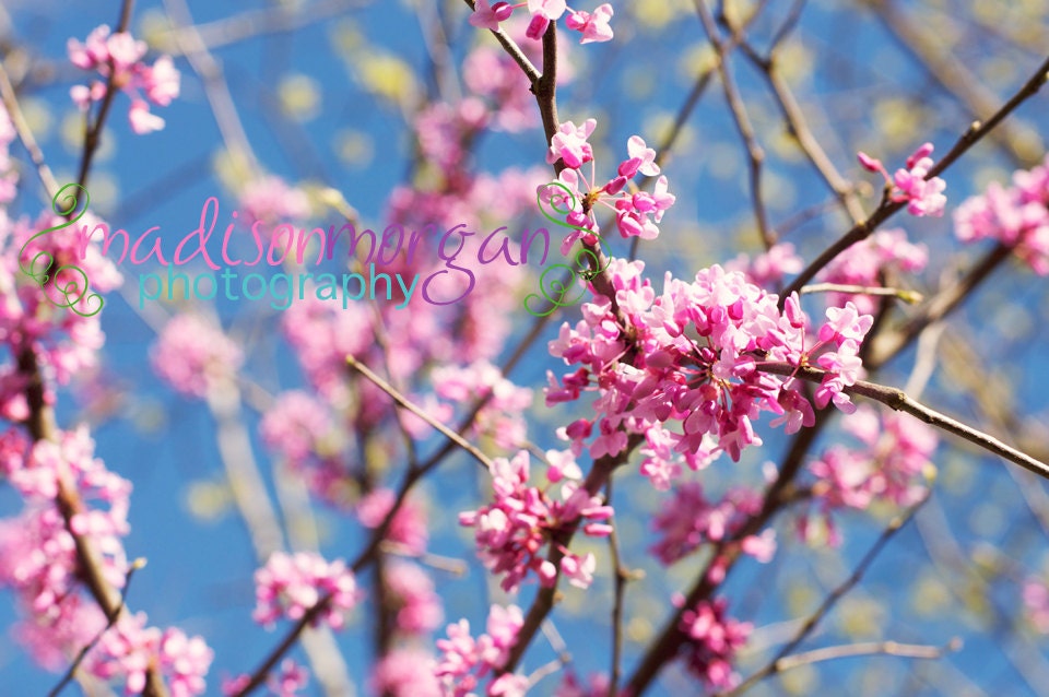 Redbud Blooming 8x10 floral photo