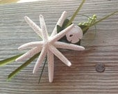 Magnet Starfish Boutonniere for Groom or Groomsmen with Mini Sand Dollar and Bear Grass Loop