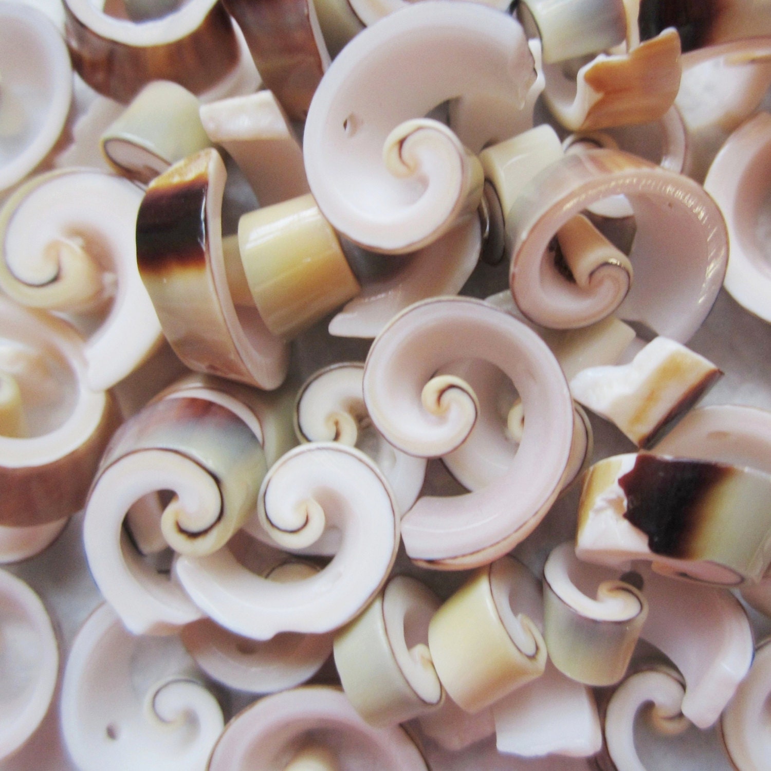Curly Side Cut Shell Beads, Pink, Black, Brown, Green, 10 -14 mm, 45 beads