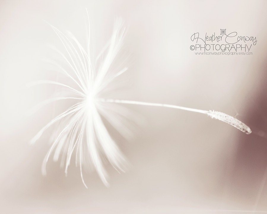 Minimalist Dandelion Photograph, 8x10 signed print -Cottage Chic Shabby Chic Whimsical Photography Dreamy Nursery Art gray White - HConwayPhotography