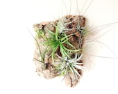 Wall Garden: Air Plants on Sustainable Virgin Cork Bark