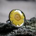 yellow daisy woodland ring