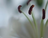 White ornamental lily 8x10 color photograph, print, close up, modern, minimalist, home decor, macro, abstract cool tones