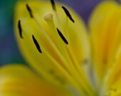 Yellow  Lilly 5x5 color photograph, print, close up, modern, minimalist, home decor, abstract warm tones
