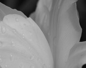 Black and White Tulip, White Tulip, Pride, Black and White photograph, FPOE, Sandralynns