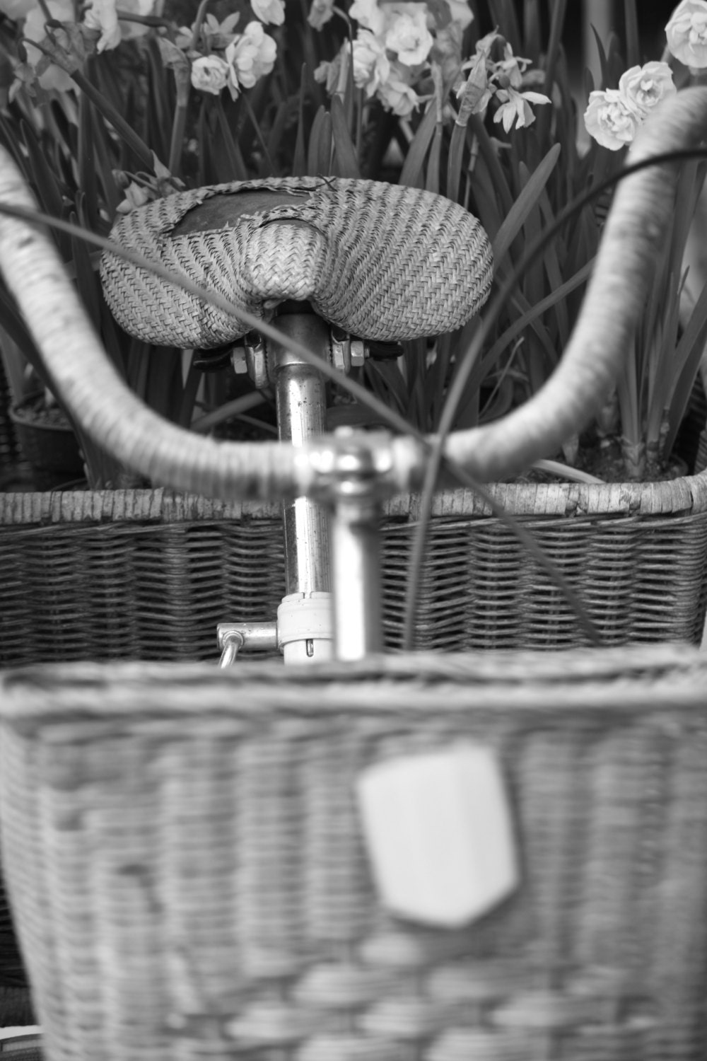 wicker basket, wicker bike, black and white photograph, daffodil's in a bike, a time or two, spring flowers 5 x 7 photograph