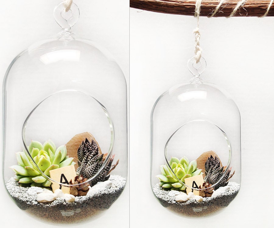 Wood Hanging Glass Bubble Succulent Terrarium