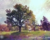 Oak Tree Photo Oregon Dreamy Surreal Fairyland--Fine Art Landscape Photography 8x12