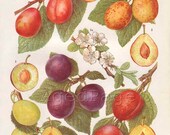 Vintage Botanical Print, Food Plant Chart, Art Illustration, Kitchen Decor Series, Fruit, Plum