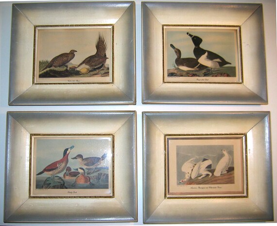 4 Vintage Framed Audubon Bird Prints from the by