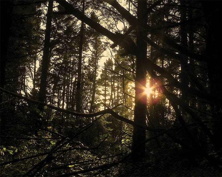 Beautiful Forest Photograph, Sunshine in the Dark Forest,Tree Wall Decor,  8 x 10 Fine Art Print