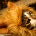 Lion Hat for Cats