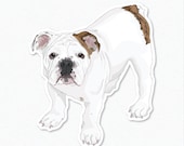 Truman - English Bulldog Puppy Decal Sticker
