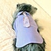 Small Dog's "Executive" Lavender Dress Shirt & Paisley Tie Made to Order Stretch Cotton Yorkie