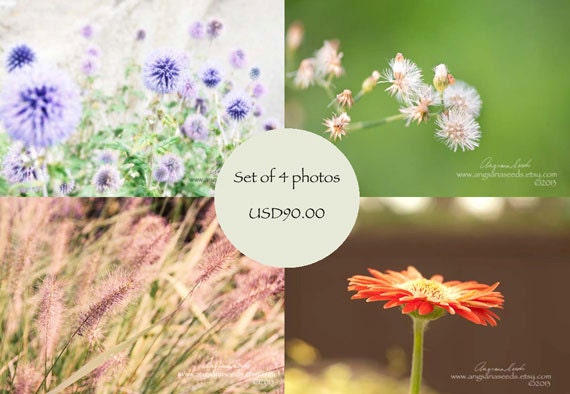 Flower photo Set, nature, 8x12, 8x10, flora photo, botanical, switzerland, dandelion, gerbera daisy, wildflower, meadow fields, home decor.