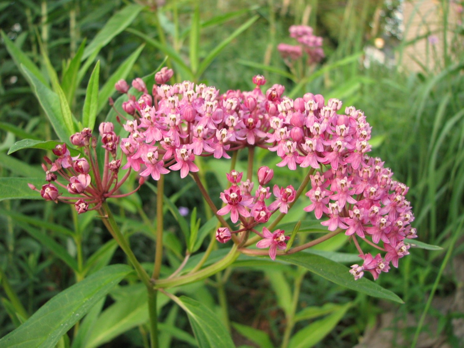 Swamp Milkweed SEEDS ON SALE
