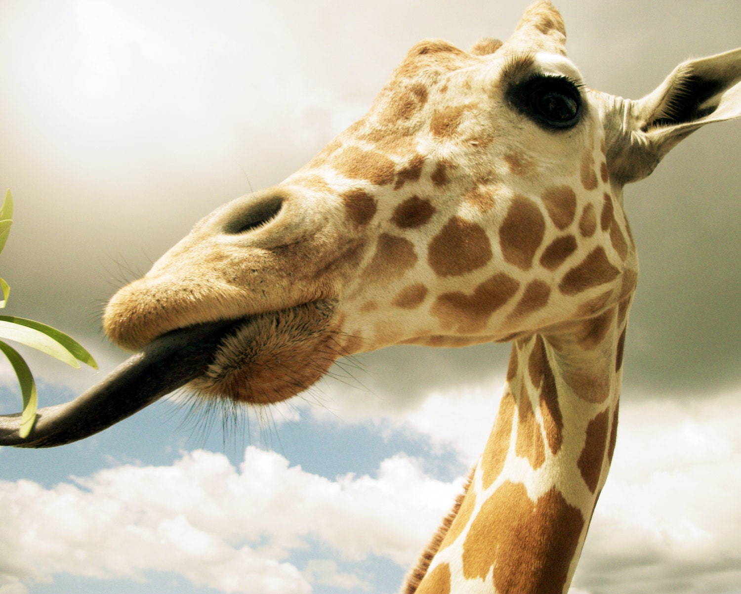 8x10 Animal Giraffe Art Print Original Photography Vintage Style Brown Color Fine Art Print Picture Artwork