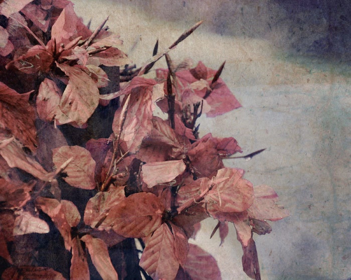 8X10 inch limited edition fine art photography print, flowers rose leaves, fandango, sepia, rustic romantic photo, high quality, antiqued,