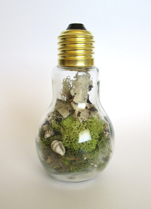 Glass light bulb jar with live moss and shells