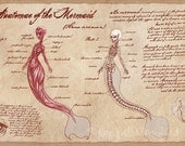 Anatomy of the Mermaid- 11x17 inch Digital Print