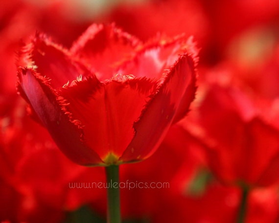 Red Tulips photograph, fine art nature photography, 8x10 wall decor photo