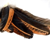 Feathers Large half Gold Black 18