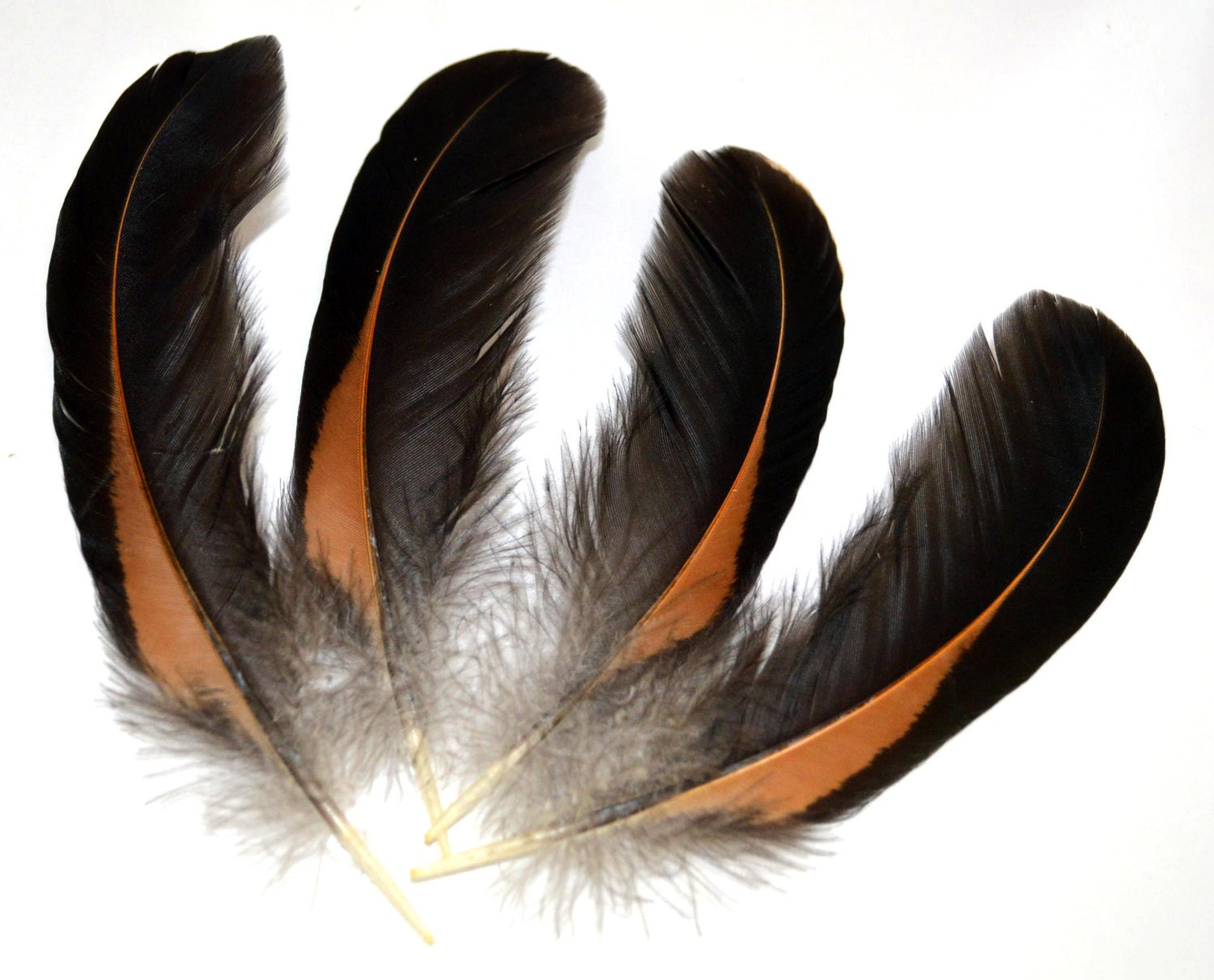Feathers Black and Gold Set of 4 and More