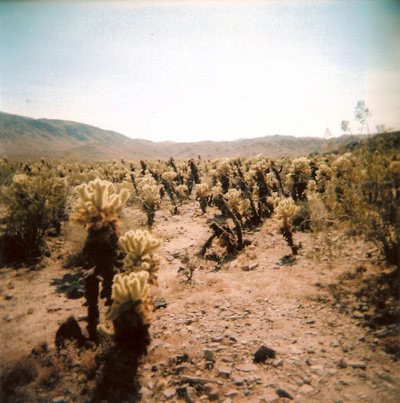 Chola Cactus Garden - Joshua Tree National Park - prickly -  California desert - Holga - 5x5 square matte print