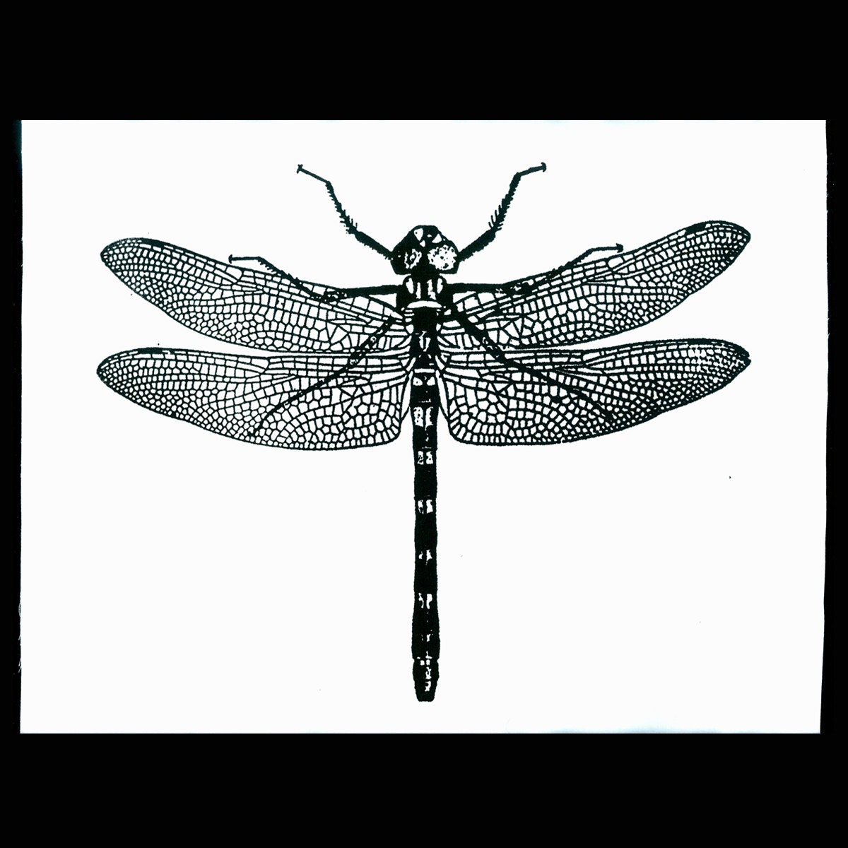 DRAGONFLY Screenprint Art Print On Fabric Sew On Patch Printmaking Back Patch Insect Print Large Jacket Patch Art Patch