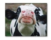 I FEEL GOOD, Cow, Animal Photography, Portrait, Farm Fresh, Farmhouse Chic