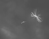 Wishes in the Wind Two, Signed Print, Floating Dandelion Seed Photo, Black and White Macro, Nature Fine Art Photography, 8x10 Wall Print