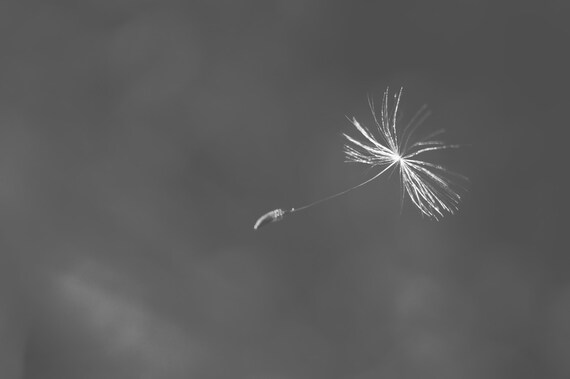 Wishes in the Wind Two, Signed Print, Floating Dandelion Seed Photo, Black and White Macro, Nature Fine Art Photography, 8x10 Wall Print
