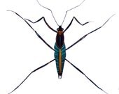 Bug Insect Original Painting Watercolor Ink Animal Art Drawing Decor Grey Contemporary Art Nature Insect Painting Work Art Bug Painting