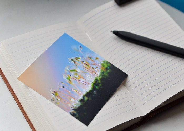 Pure Spring Note Cards Set in Blue - Moss, Dandelion, Air Bubble Blank Cards - Set of 4 Square Blank Notecards 4x4