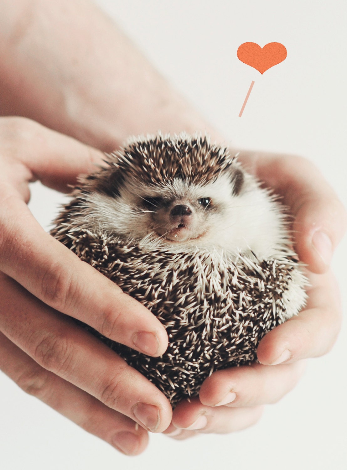 Hedgehog Love 8x10 photographic print
