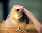 Greeting Card Chick in Pink Veil Folded Photo Note Card With Envelope (1)
